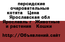 персидские очаровательные   котята › Цена ­ 3 000 - Ярославская обл., Ярославль г. Животные и растения » Кошки   